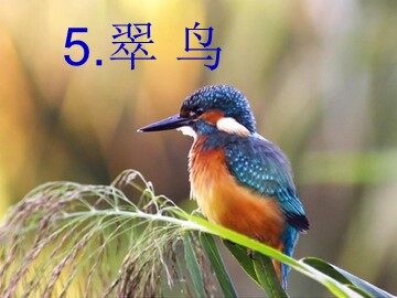 5 翠鸟