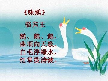 13 白鹅