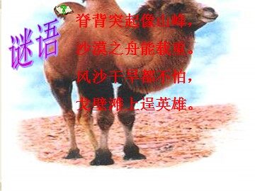 16* 找骆驼