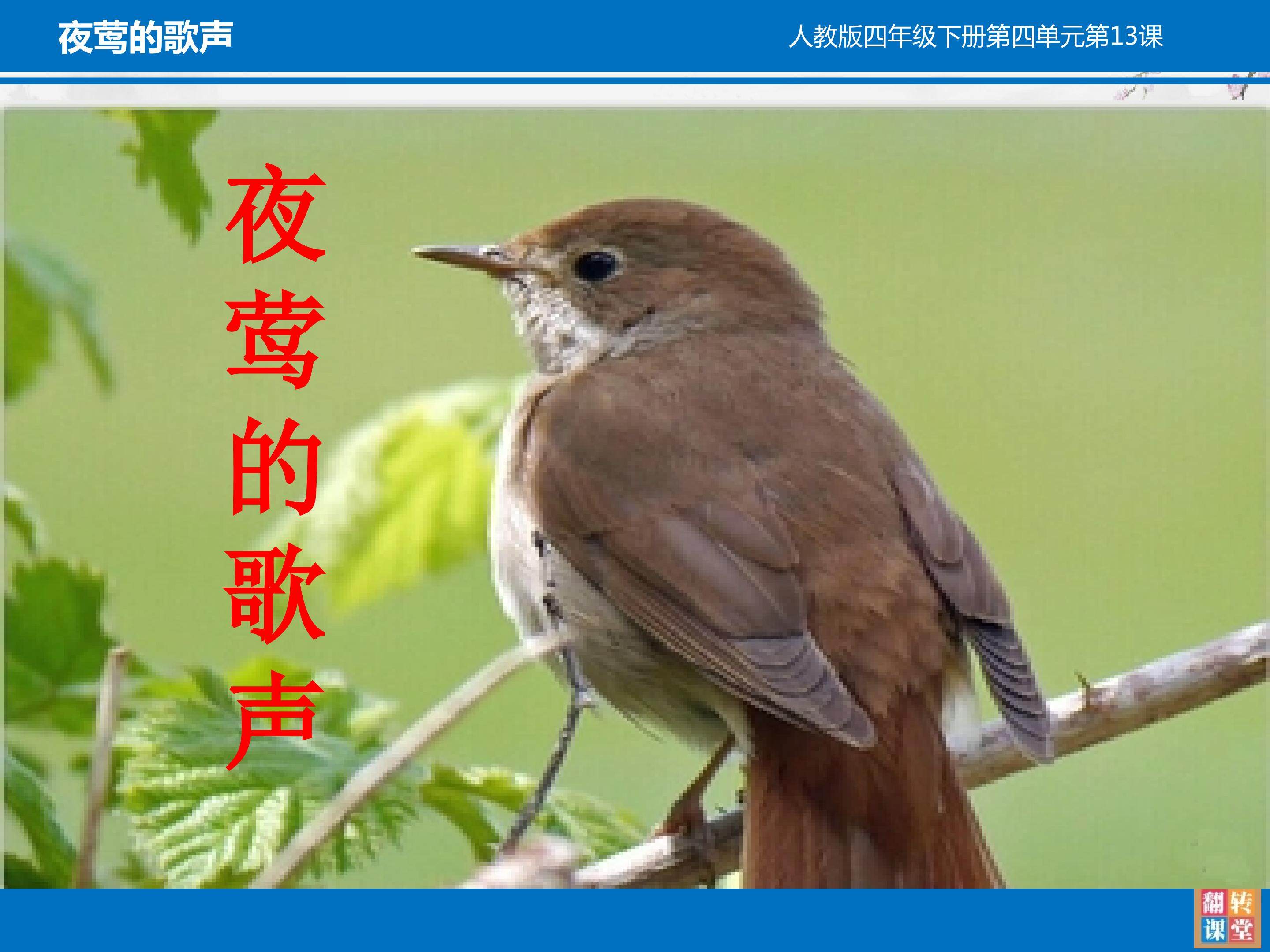 夜莺的歌声