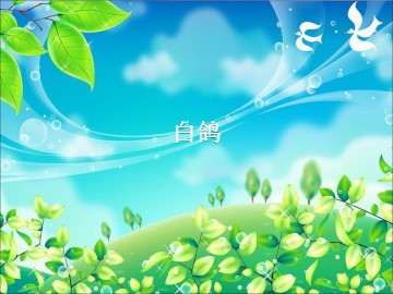 白鸽_课件1