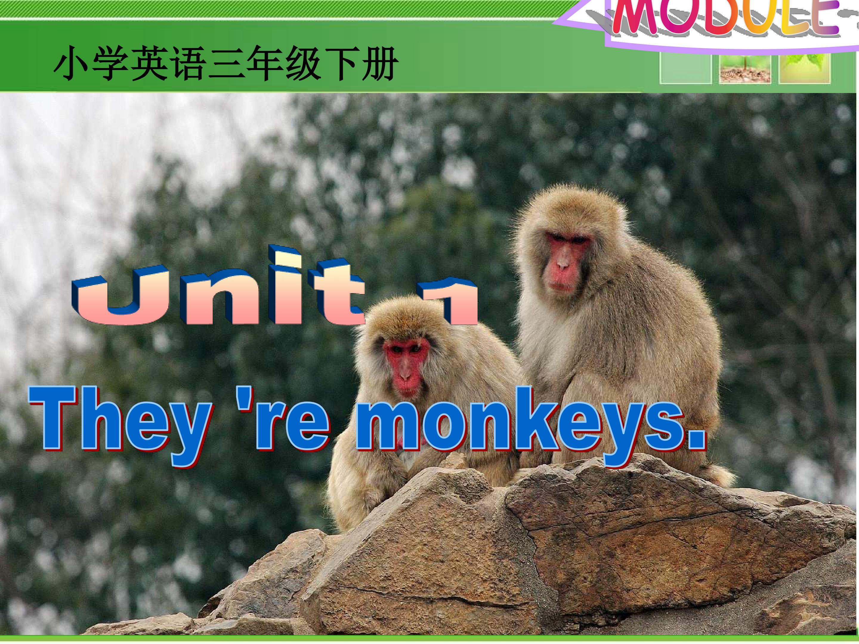 They're monkeys