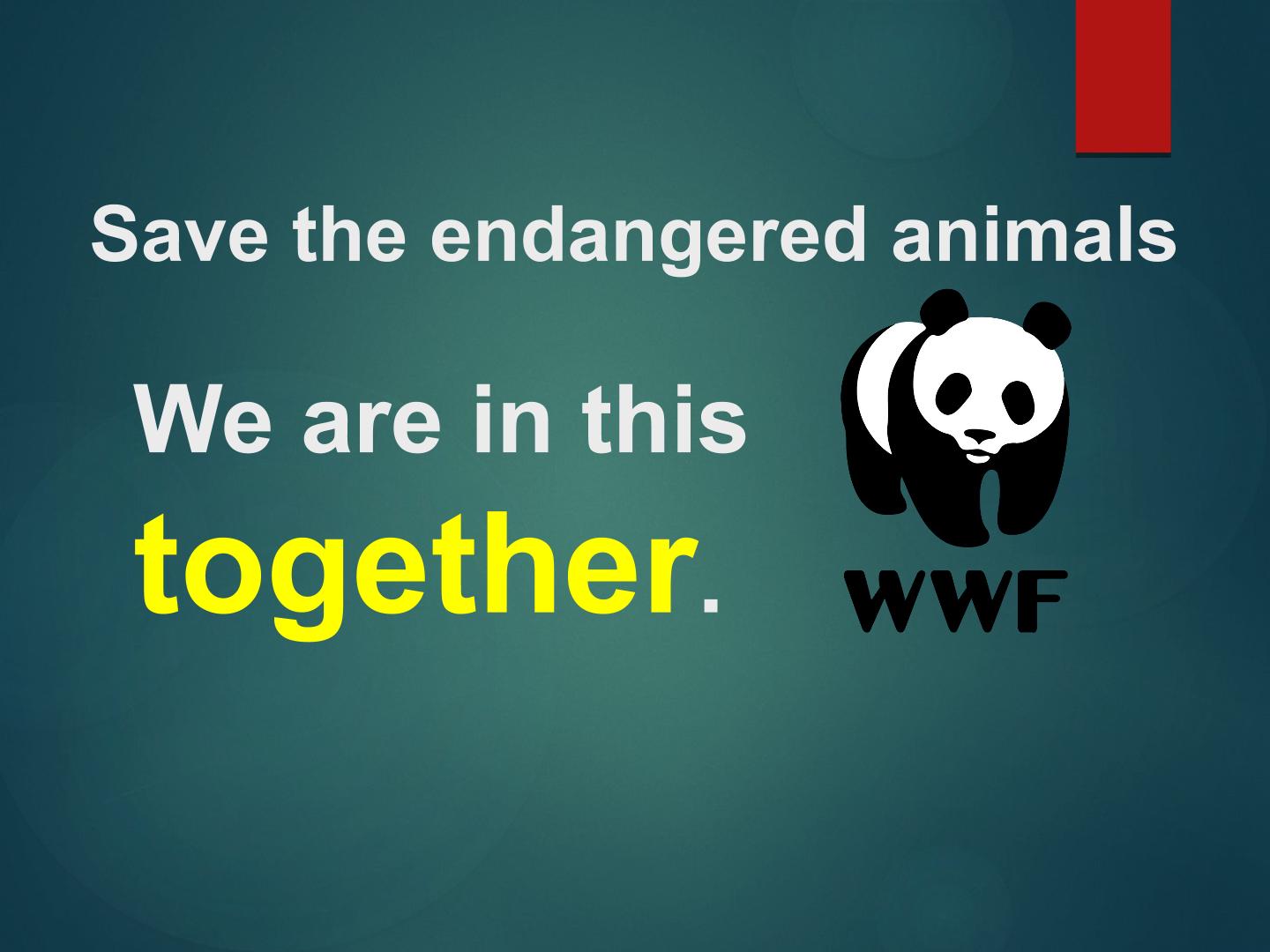Save the endangered animals课件
