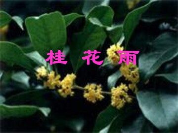 7* 桂花雨