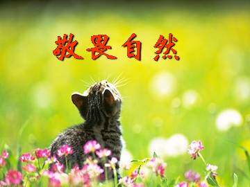 敬畏自然_课件14
