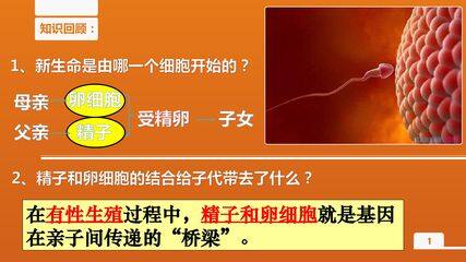 基因在亲子代间的传递
