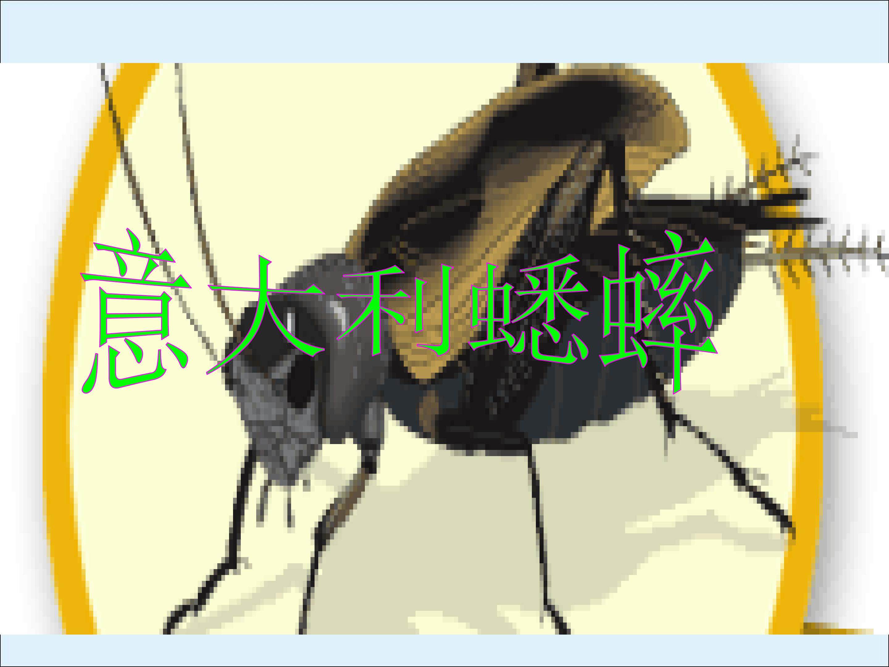 意大利的蟋蟀_课件2
