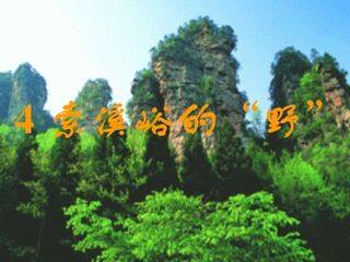 4_ 索溪峪的“野” (1)