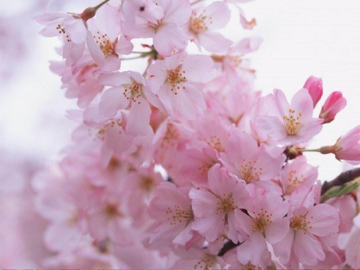 一颗小桃树