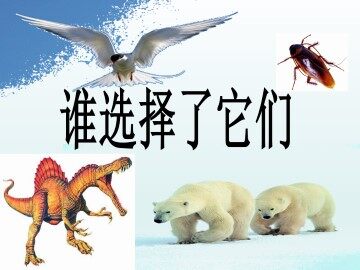 谁选择了它们_课件1