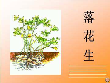 落花生_课件3
