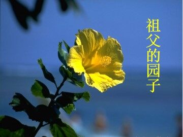 祖父的园子_课件10