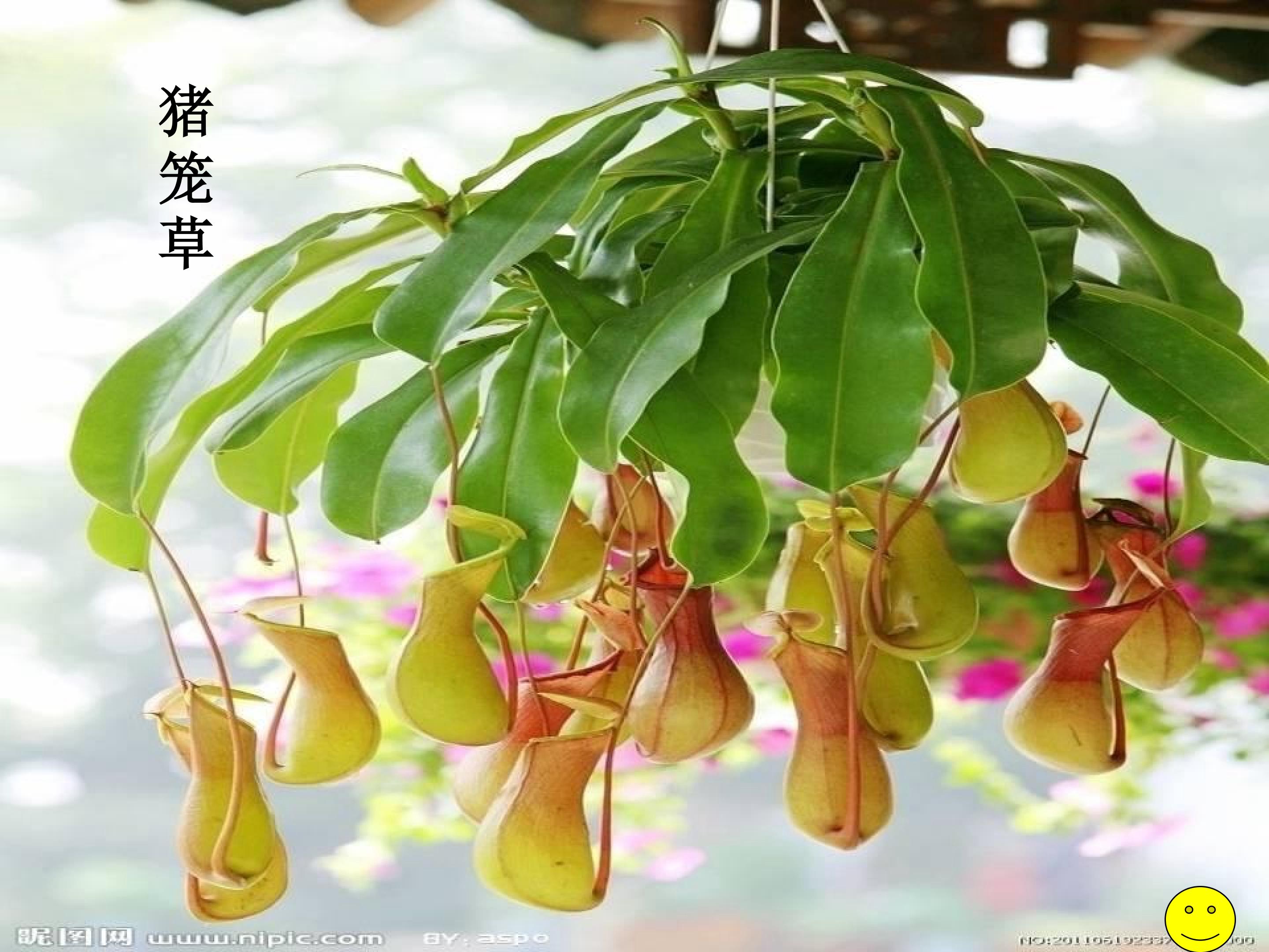 15《奇异的植物世界》教学课件