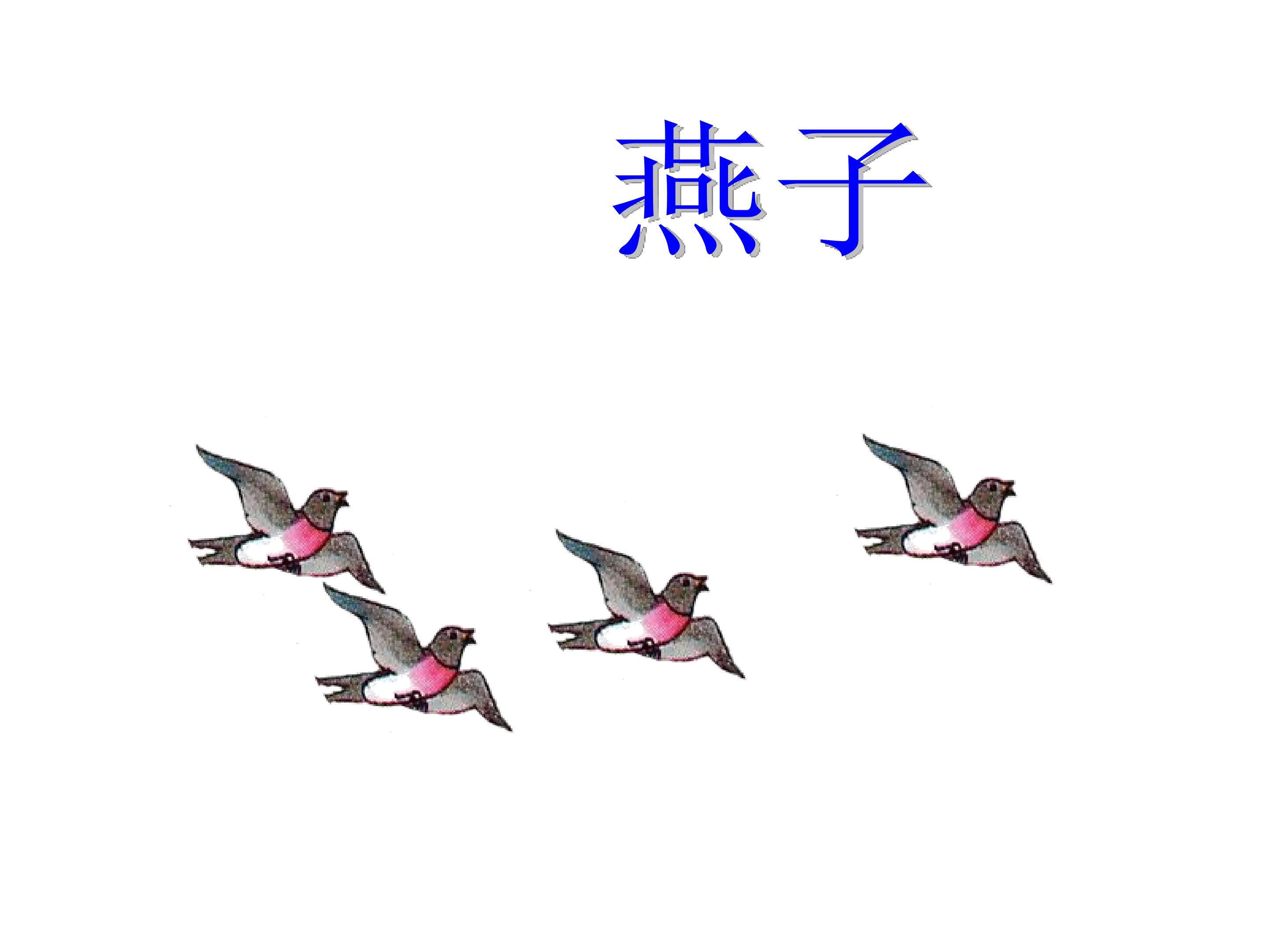 燕子_课件4