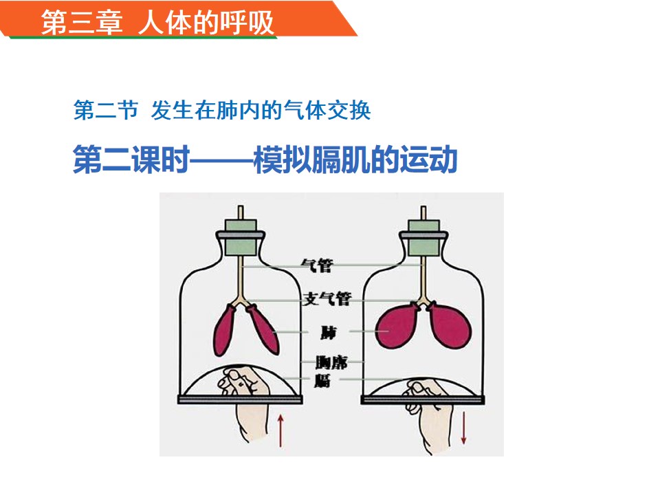 模拟膈肌的运动