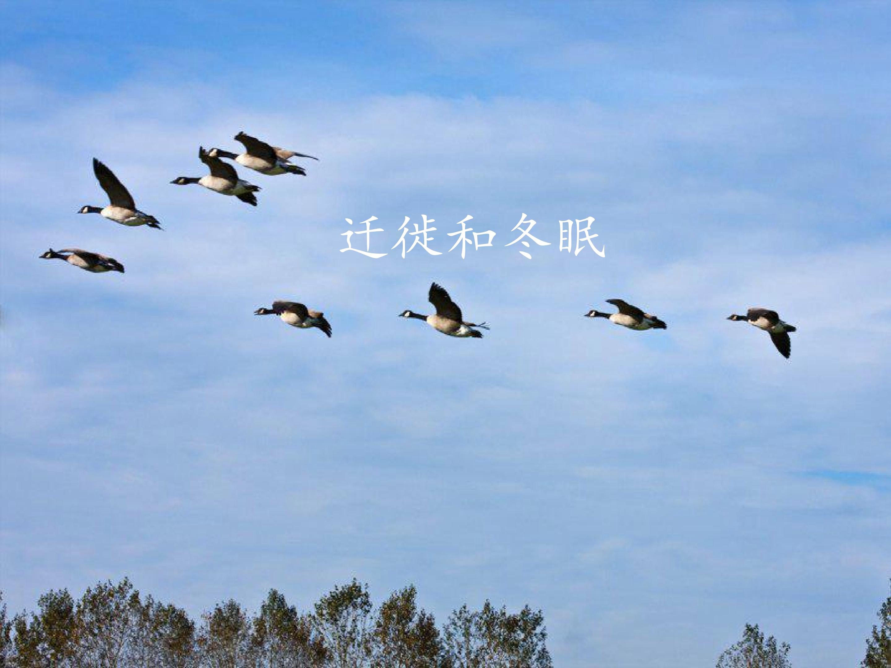 迁徙与冬眠