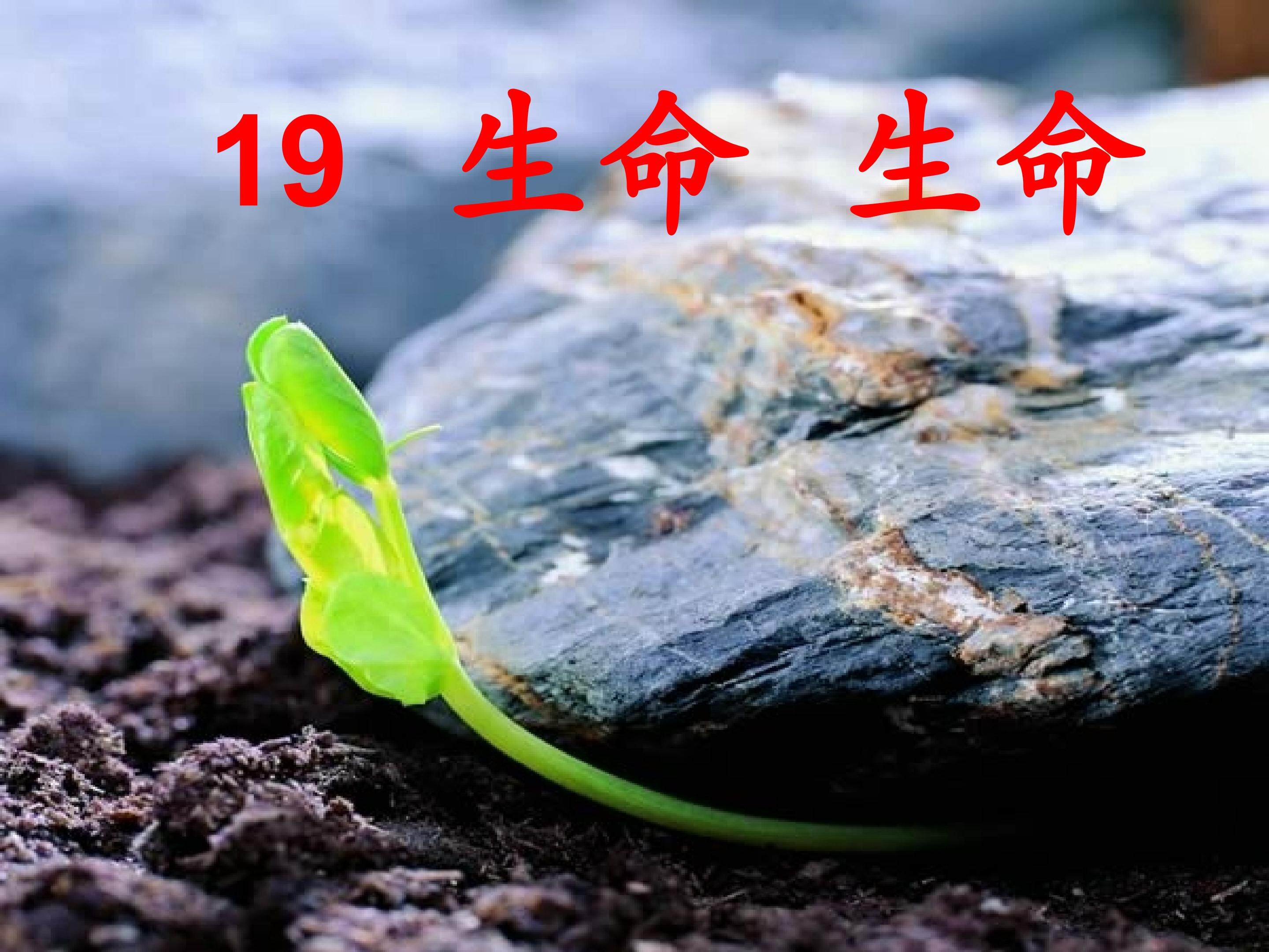 生命 生命