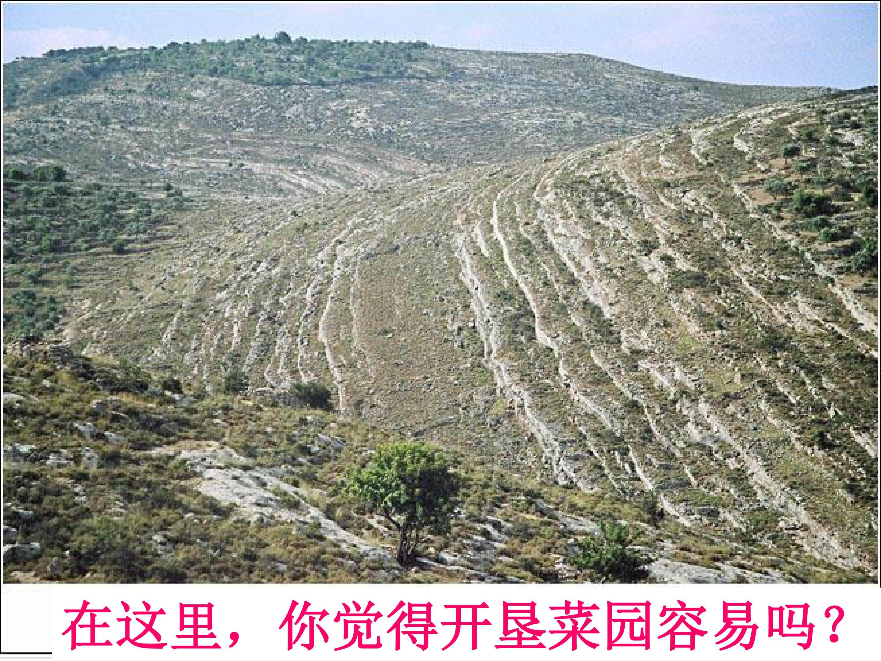 父亲的菜园