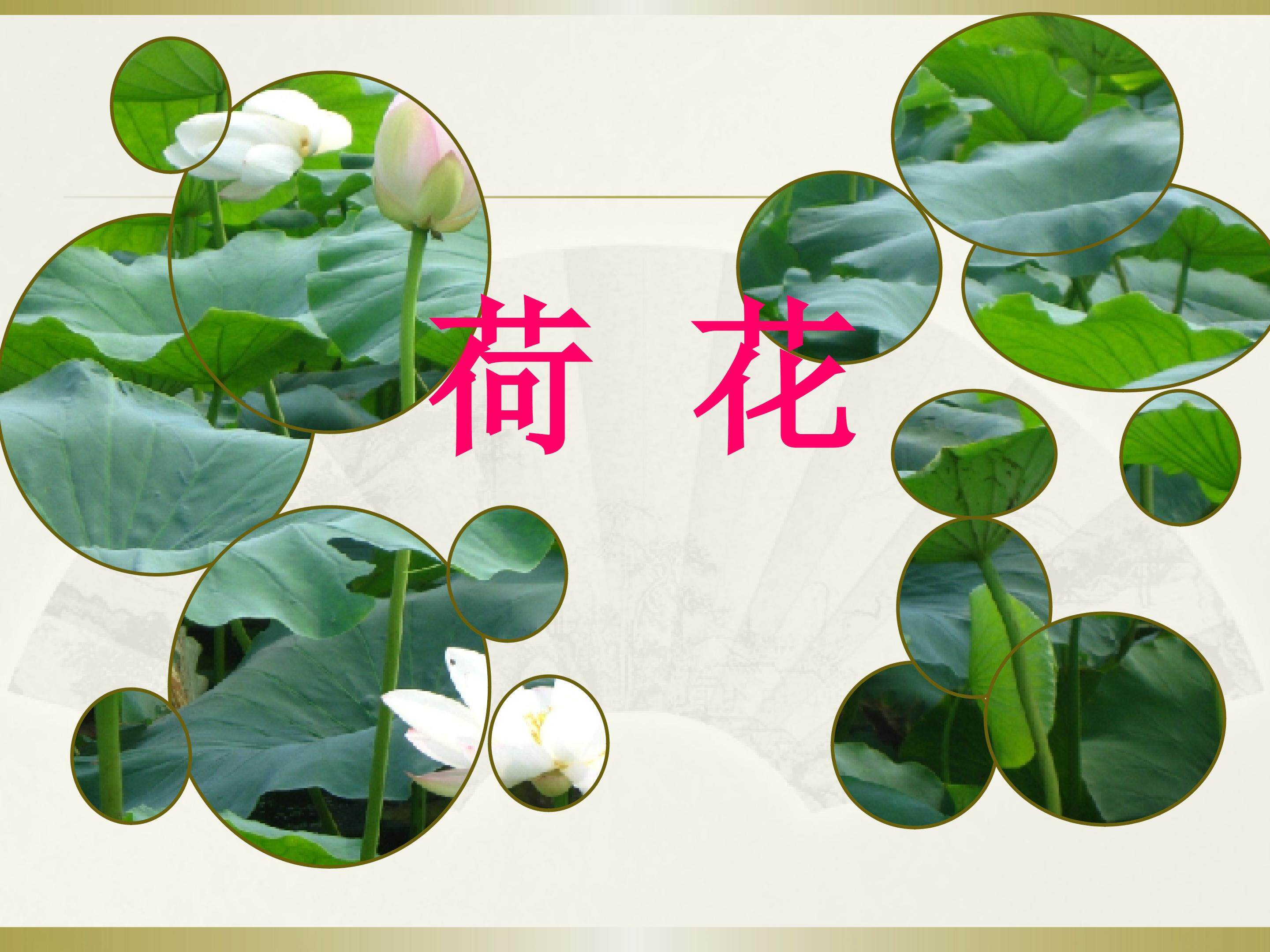 荷花