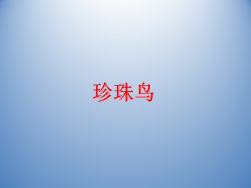 珍珠鸟_课件1