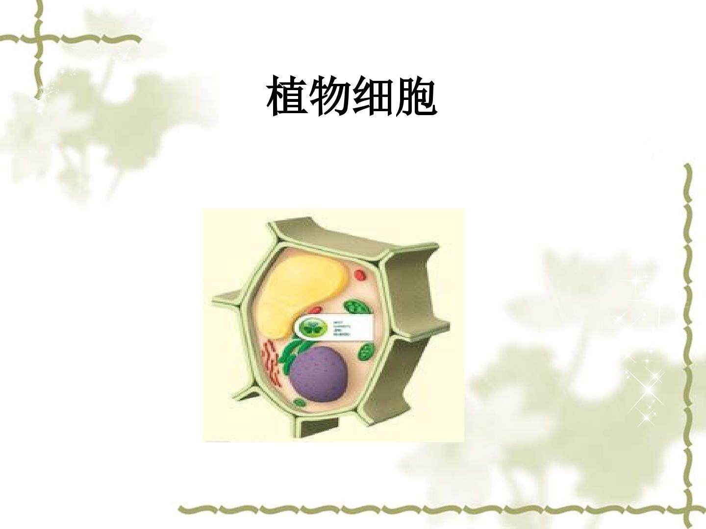 植物细胞_课件1