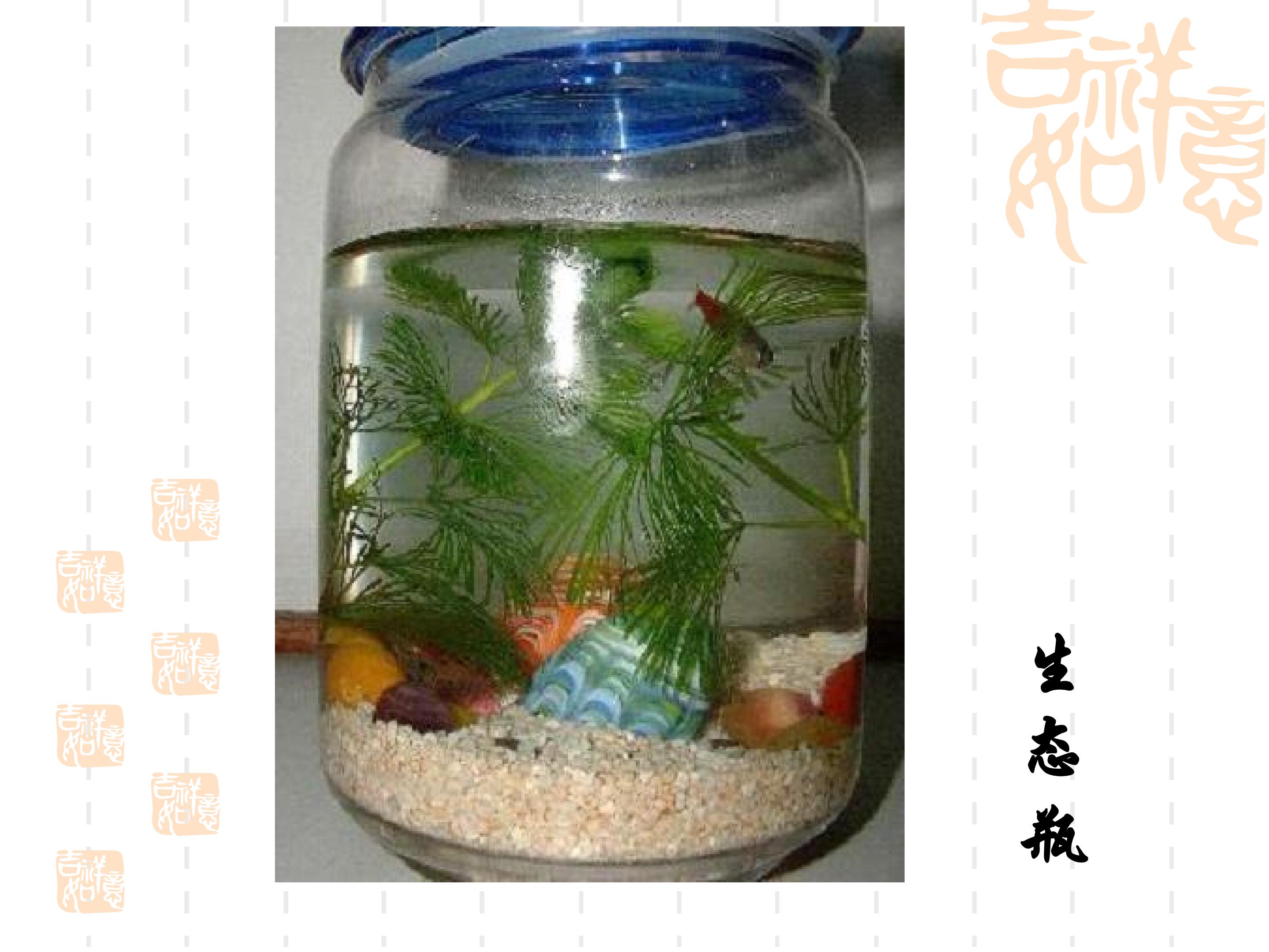 光合作用的探索历程