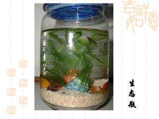 光合作用的探索历程