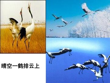 18 鸟