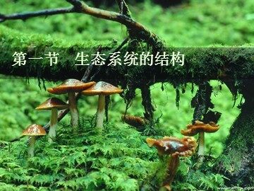生物高中必修3第五章第一节课件6