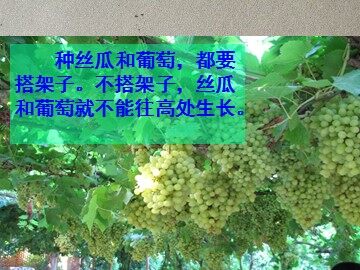6 爬山虎的脚