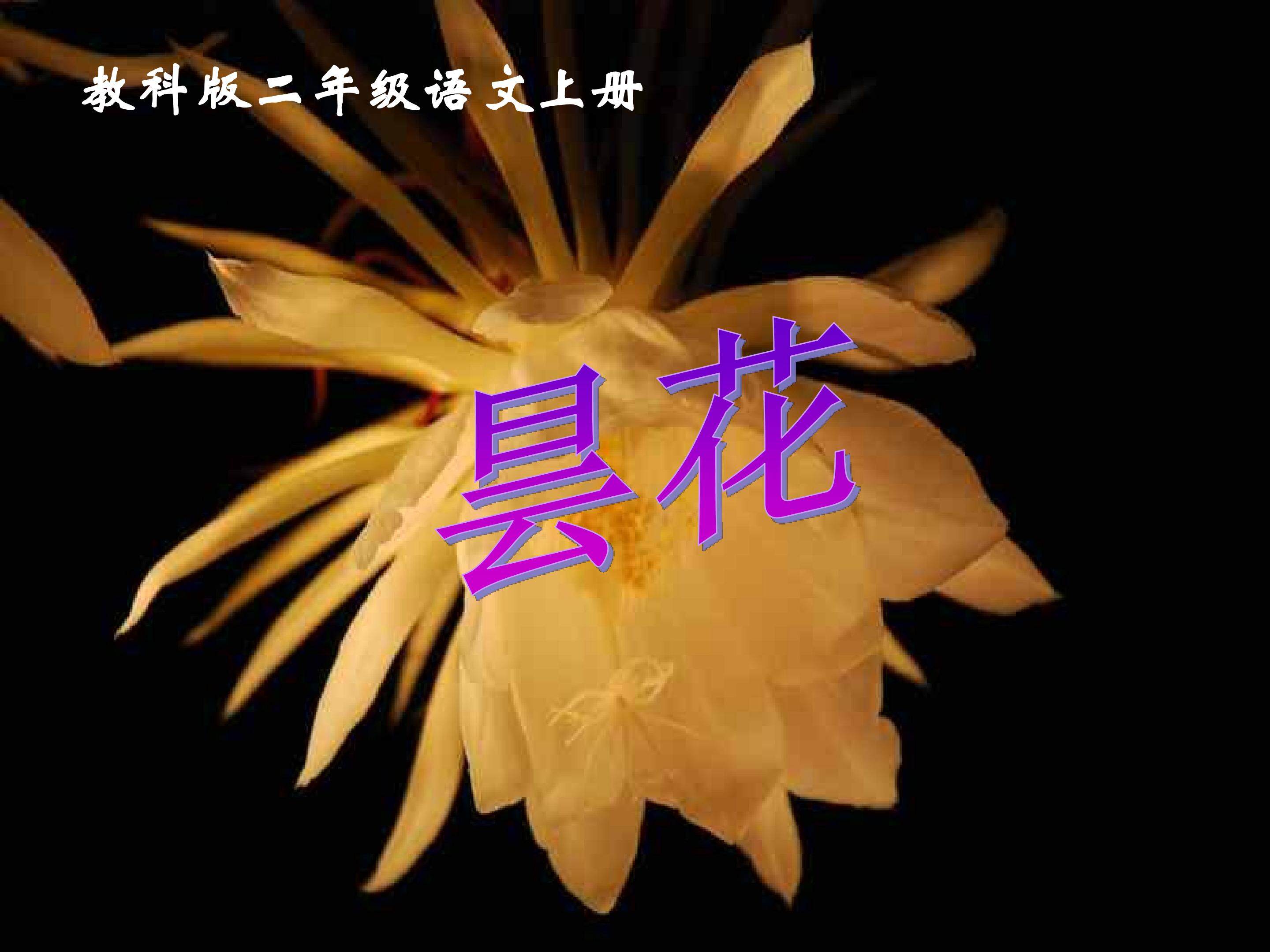 昙花