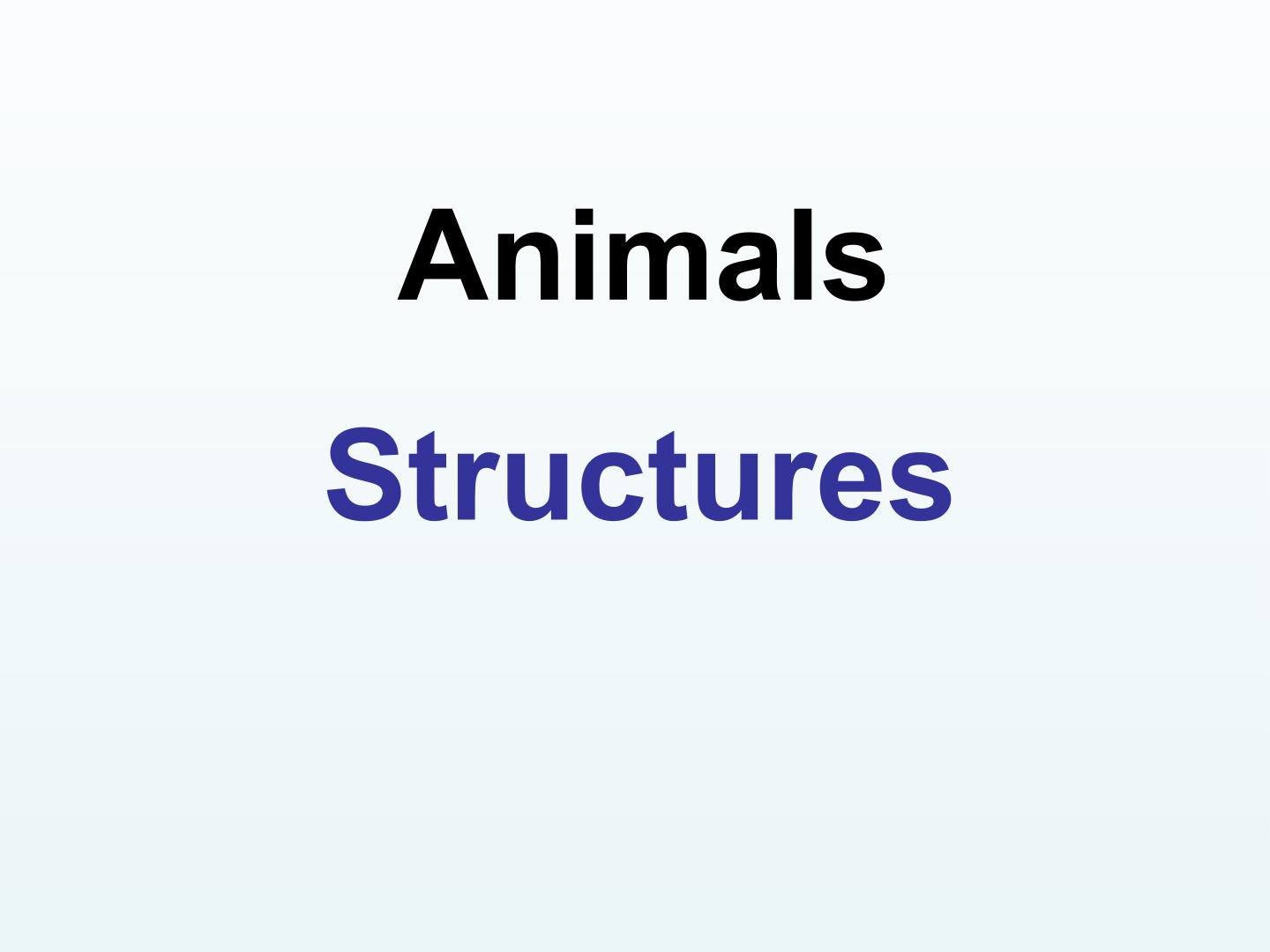 Animals_课件3