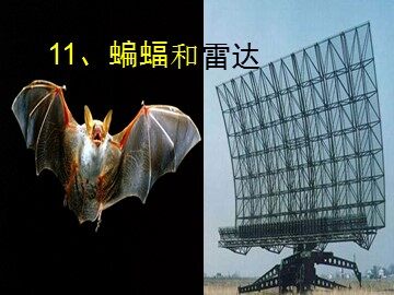 11 蝙蝠和雷达