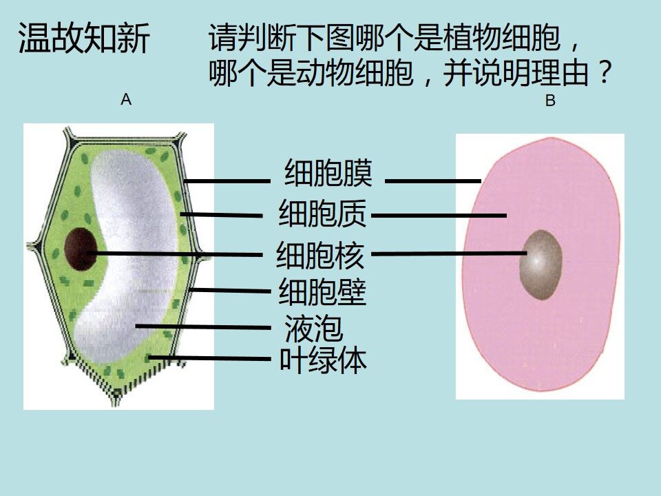 细胞的生活