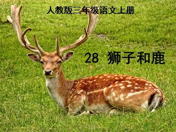 28* 狮子和鹿