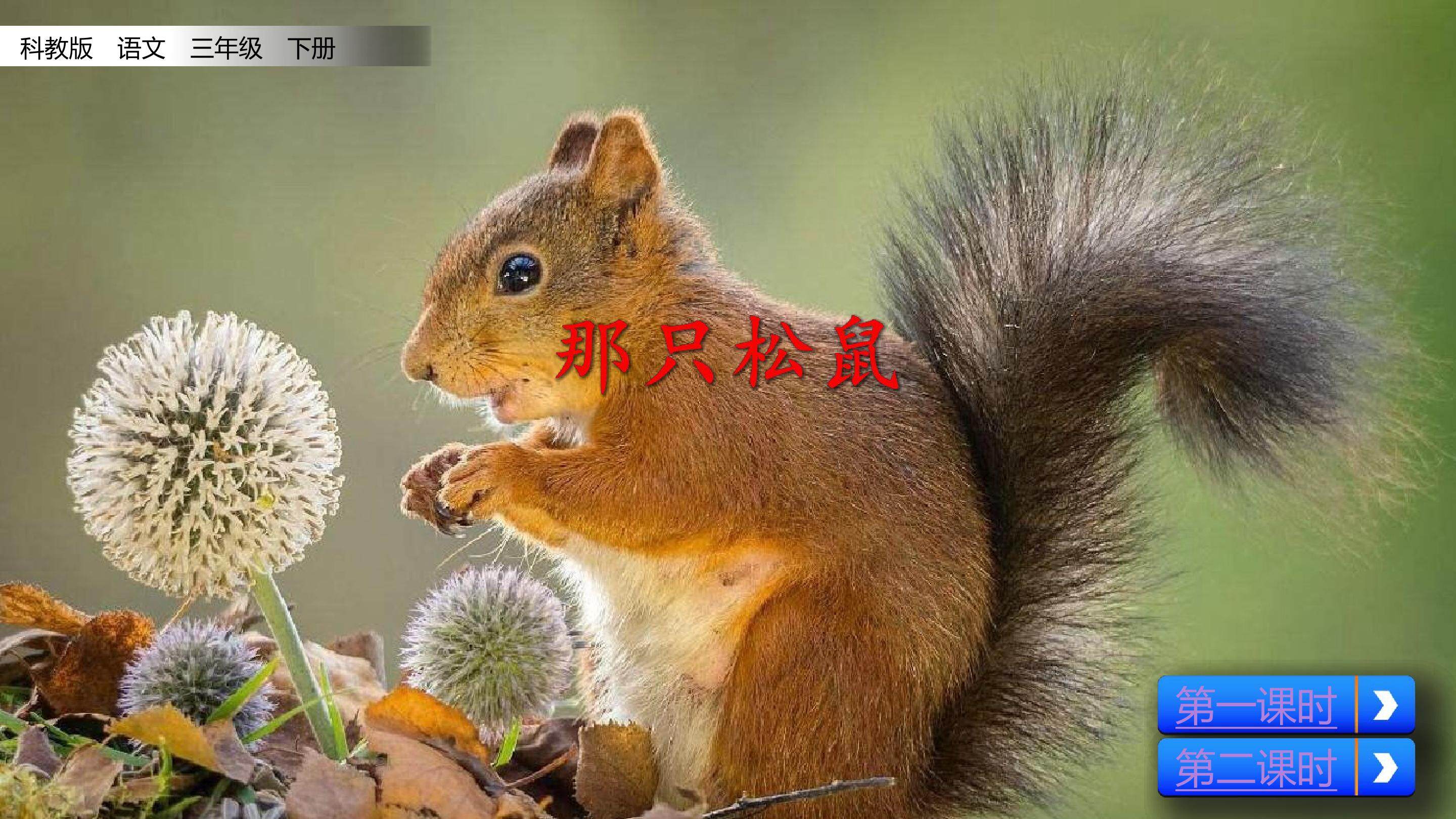 那只松鼠