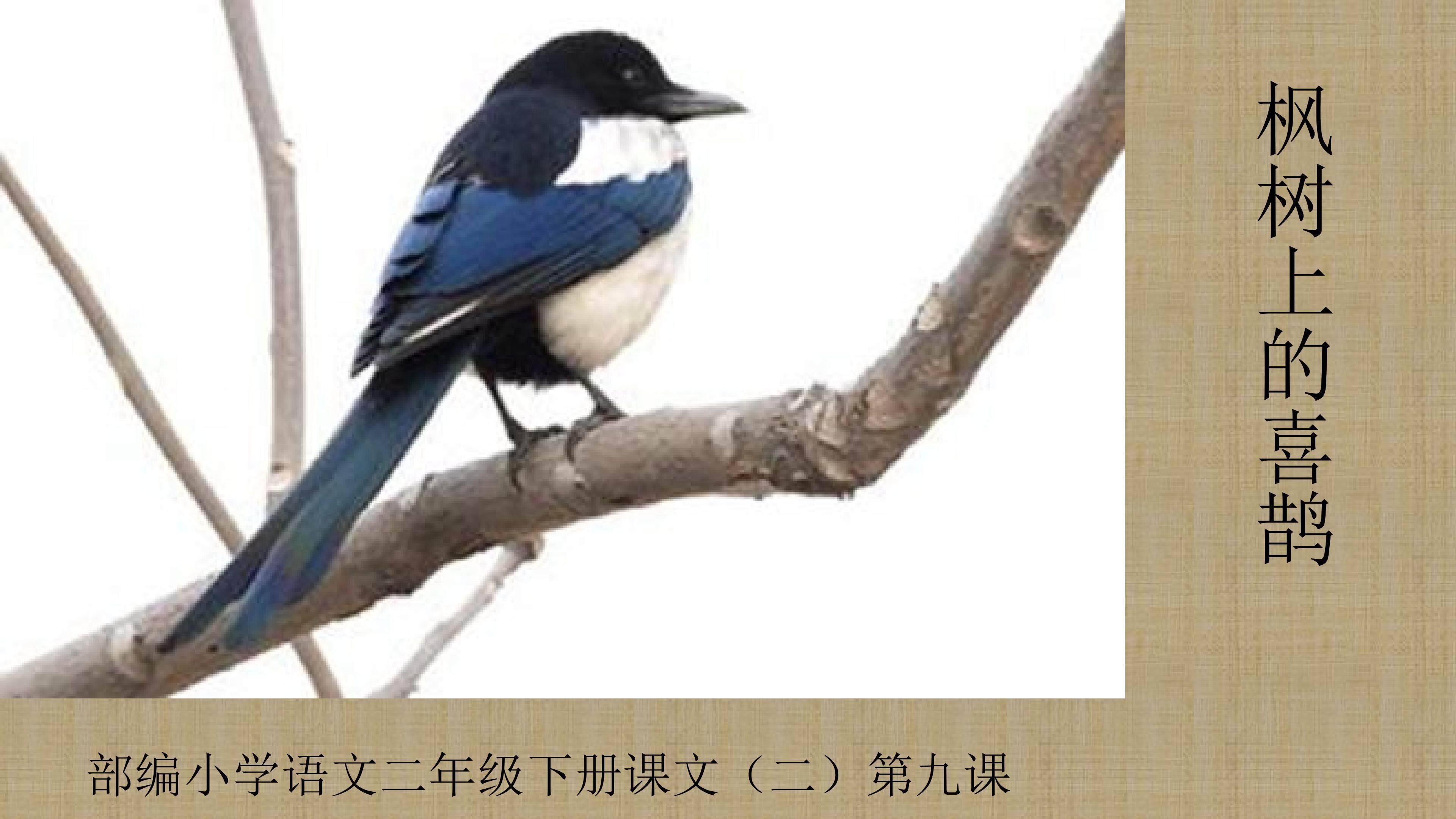 枫树上的喜鹊