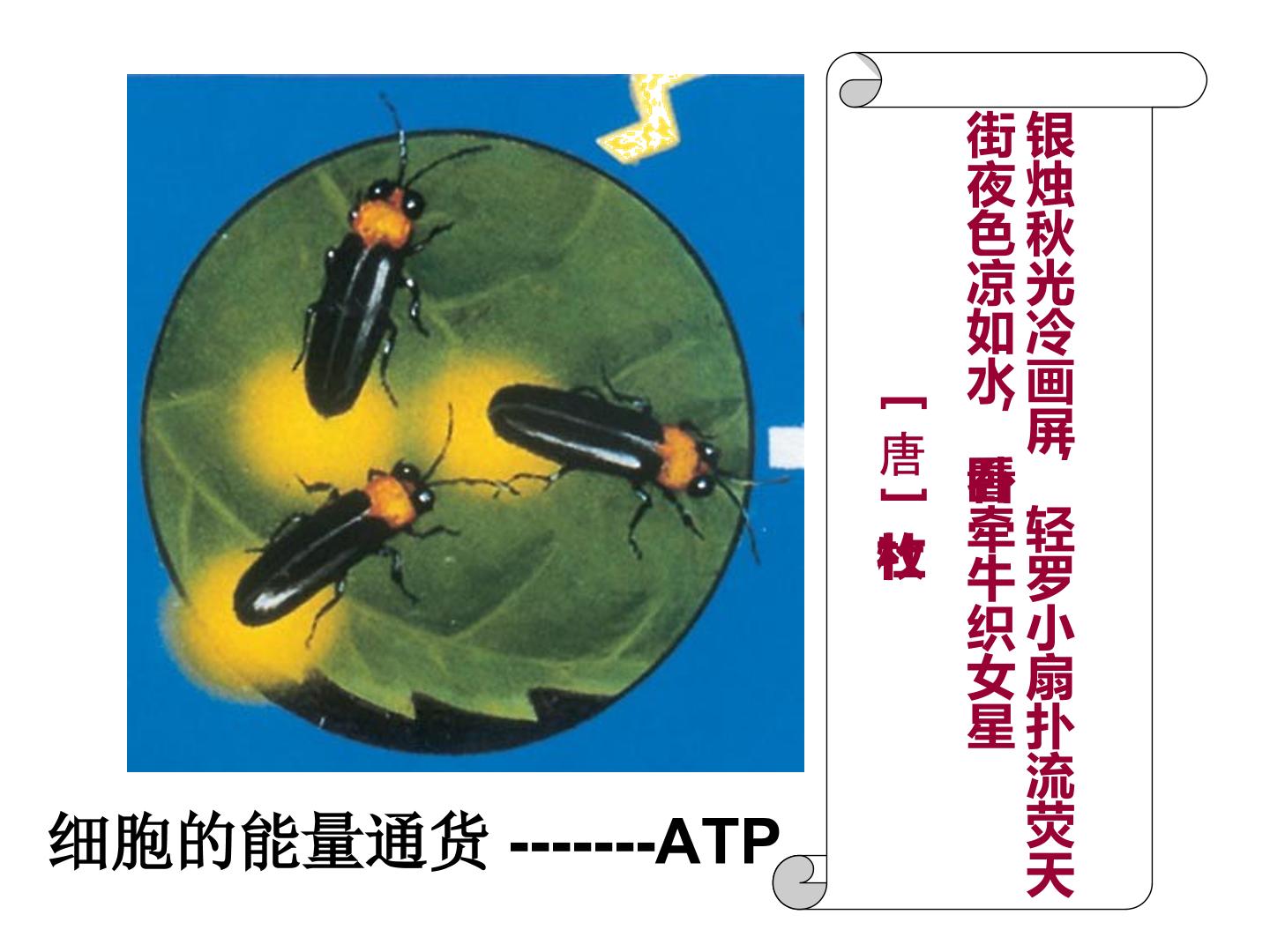 细胞的能量“通货”--ATP