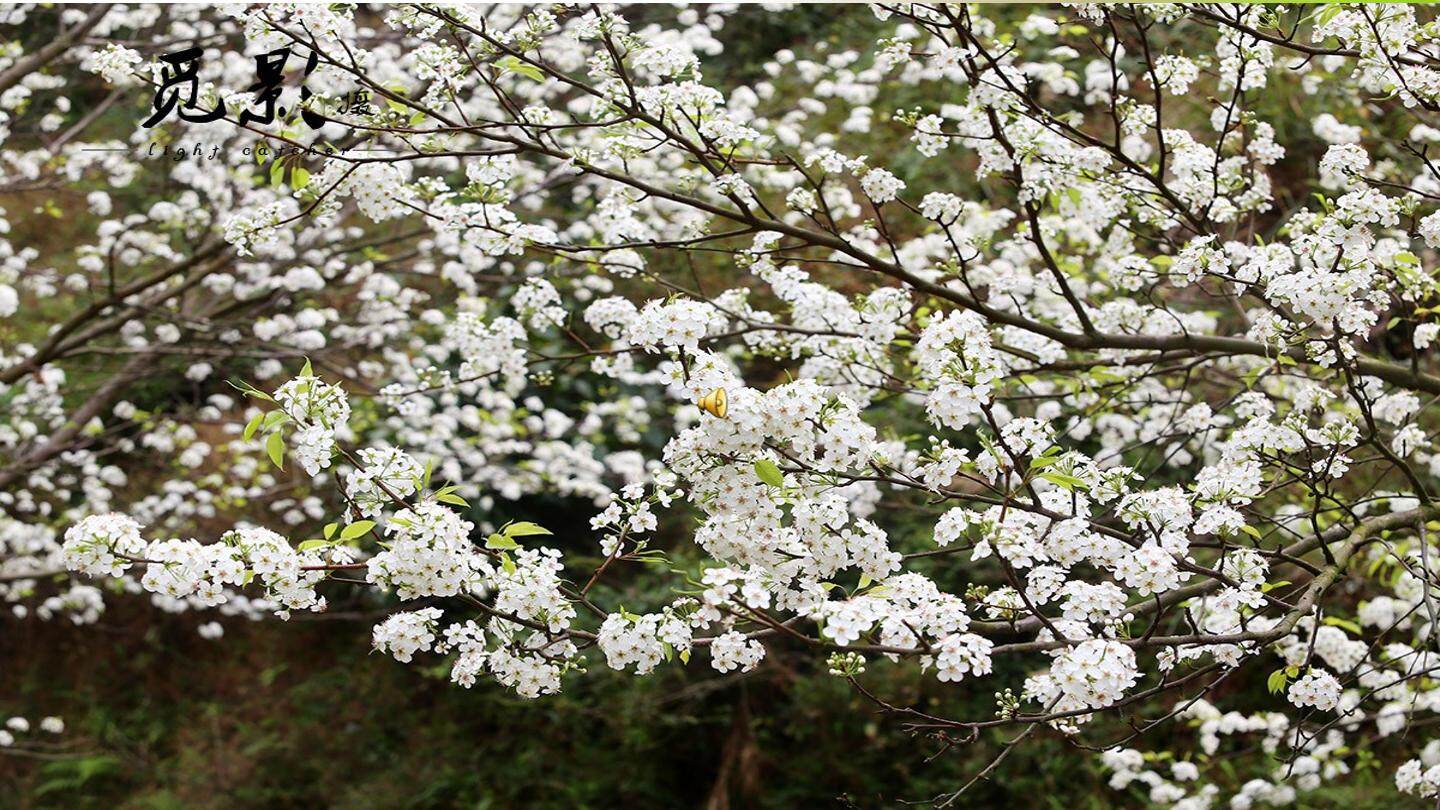 驿路梨花