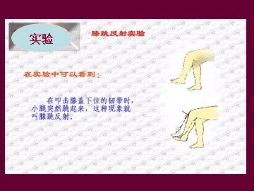 生物高中必修3第二章第一节第二课时课件2