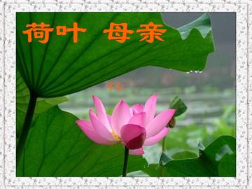 荷叶·母亲_课件5