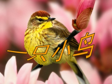 一只小鸟_课件1