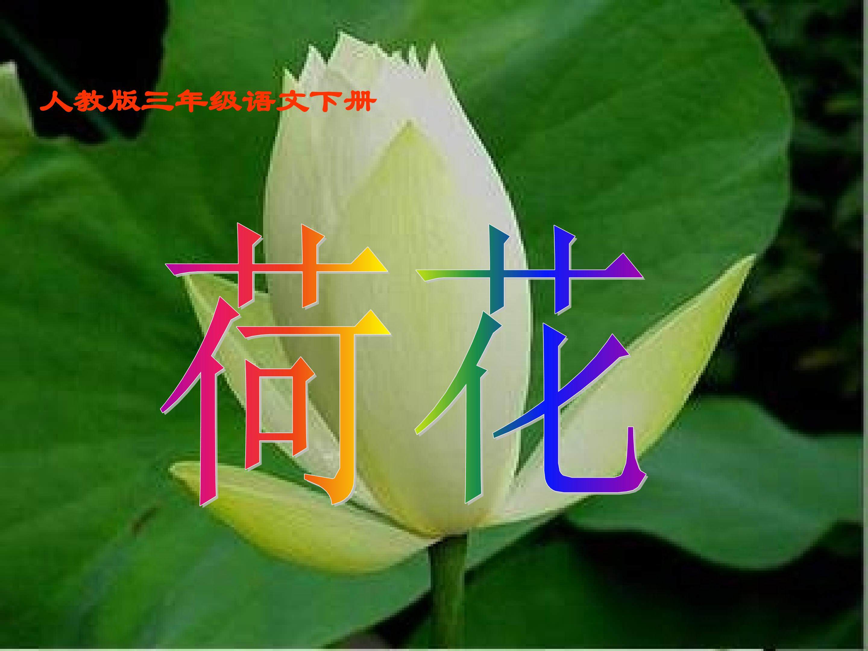 荷花
