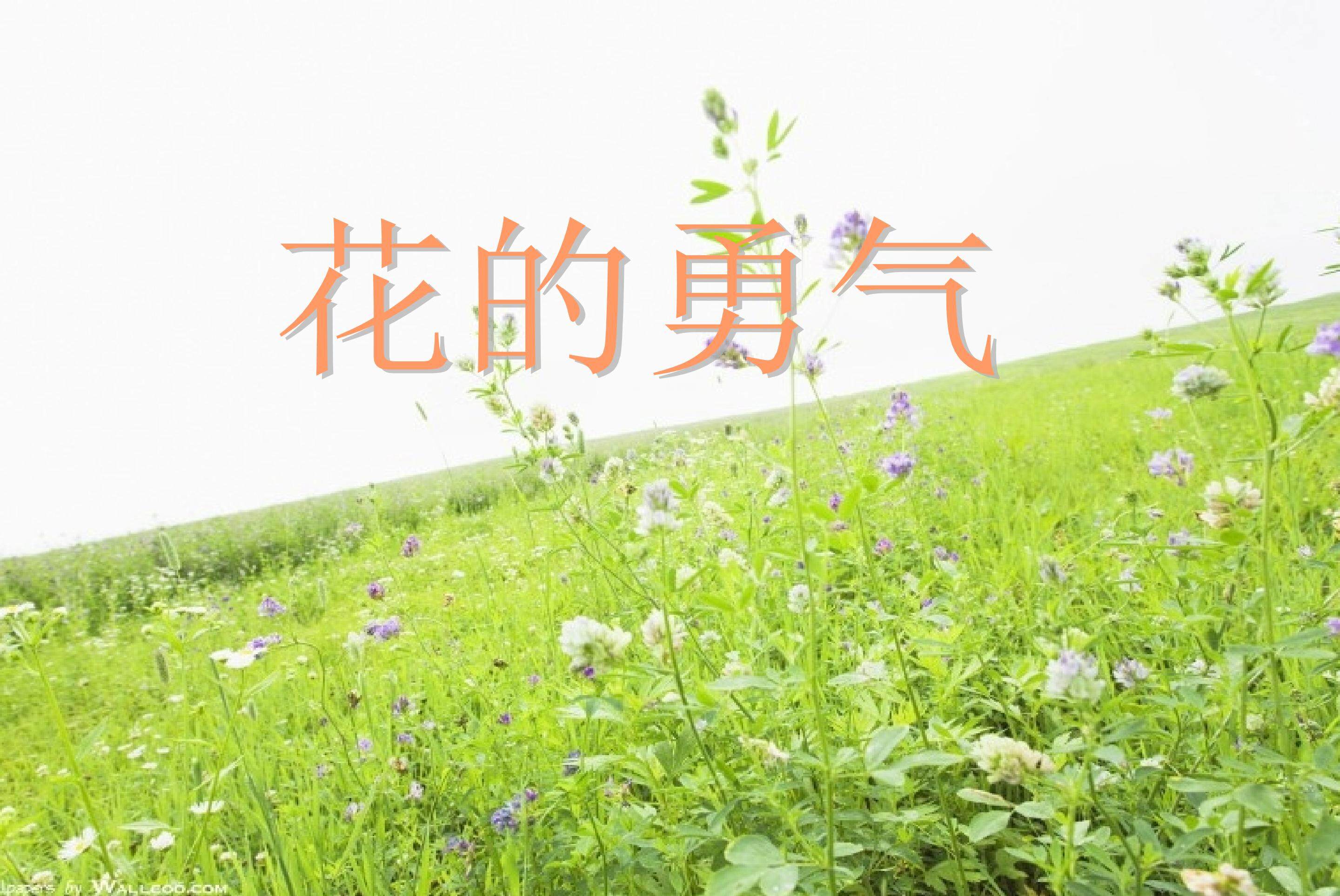 《花的勇气》课件