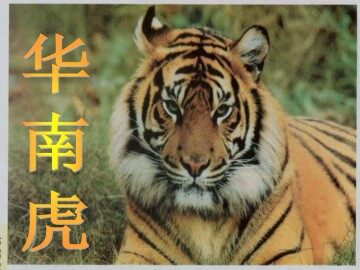 华南虎_课件10