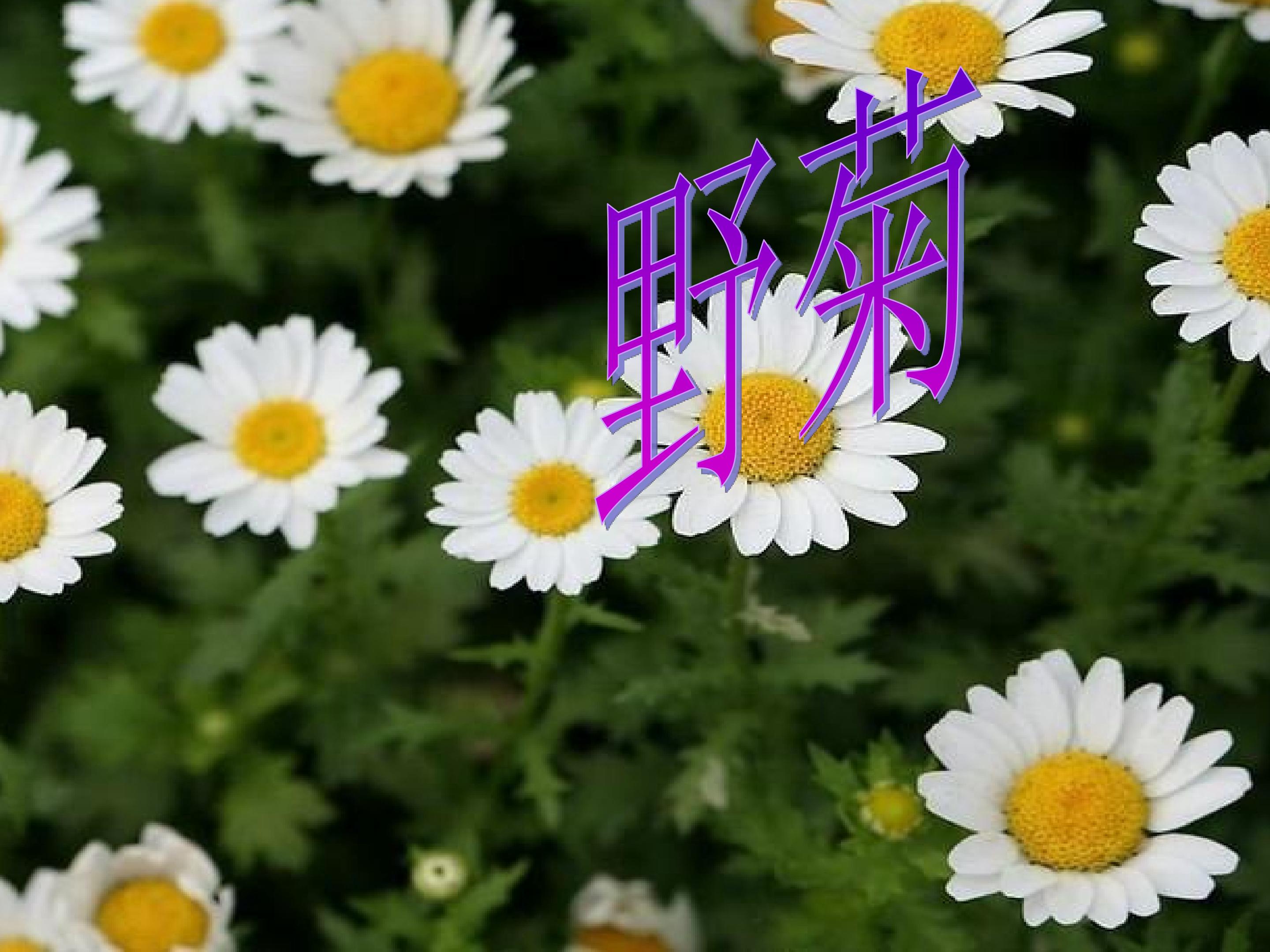 野菊