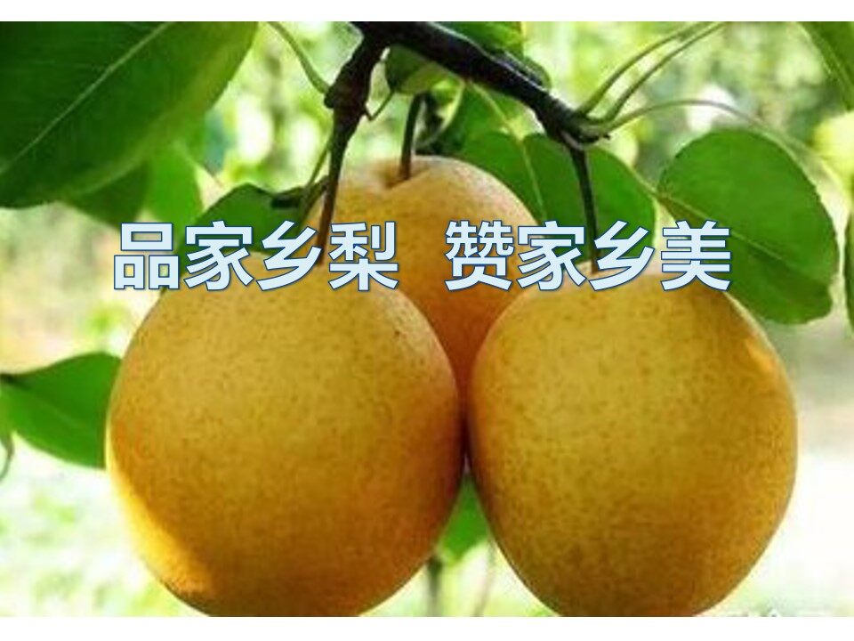 品家乡梨赞家乡美