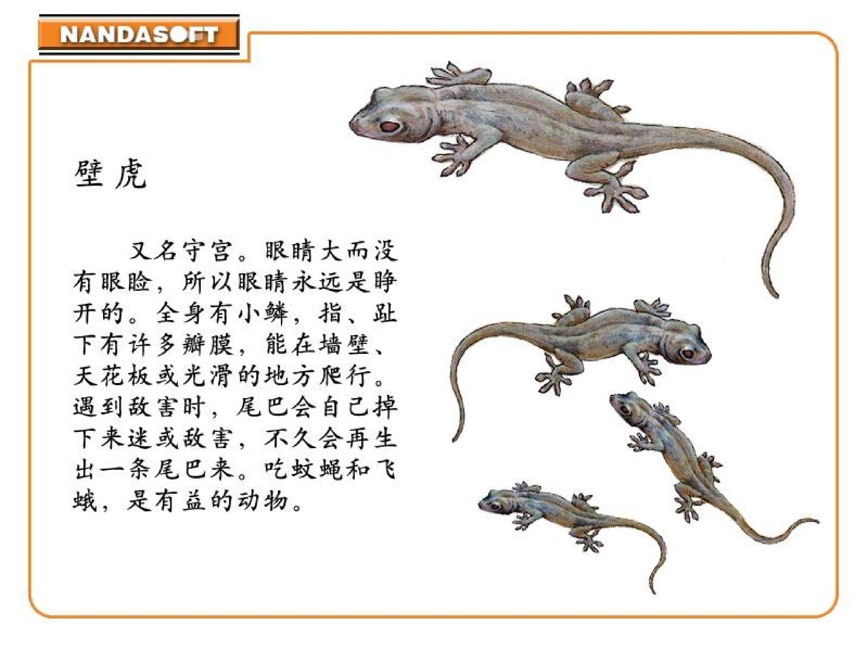 小壁虎借尾巴