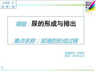 尿液的形成与排出