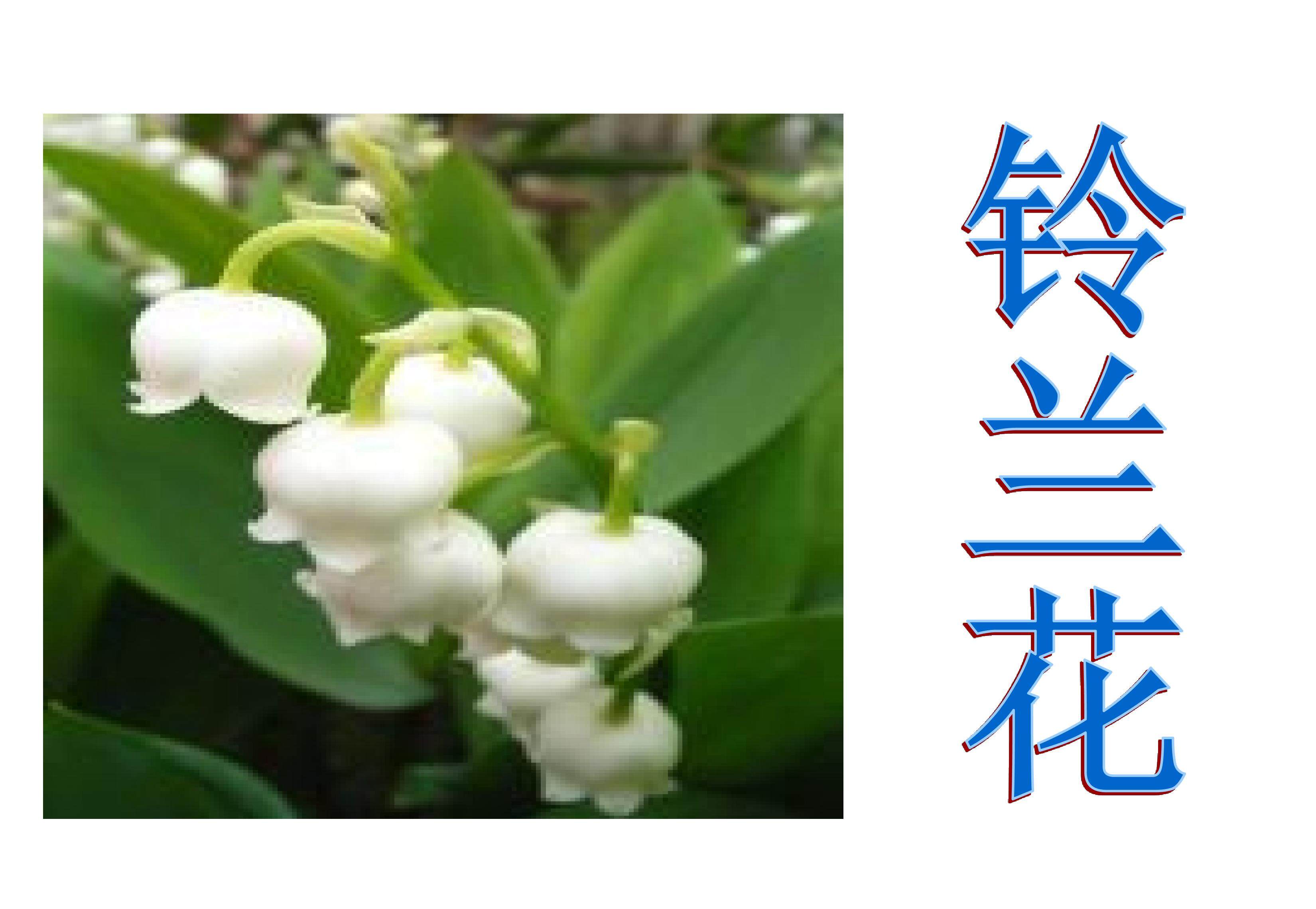 铃兰花_课件1